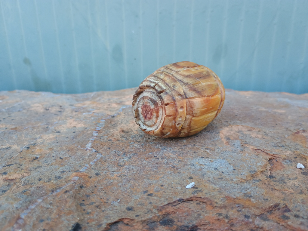 wine barrel - big, lying