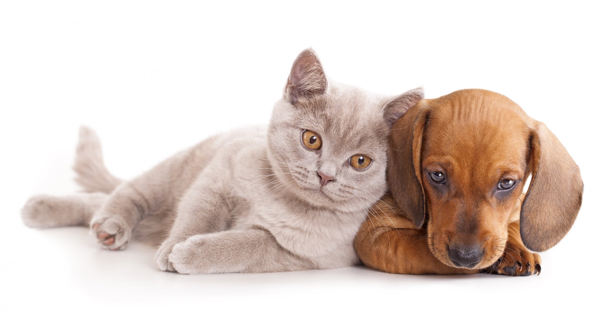 cats and dogs original